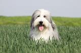 BEARDED COLLIE 102